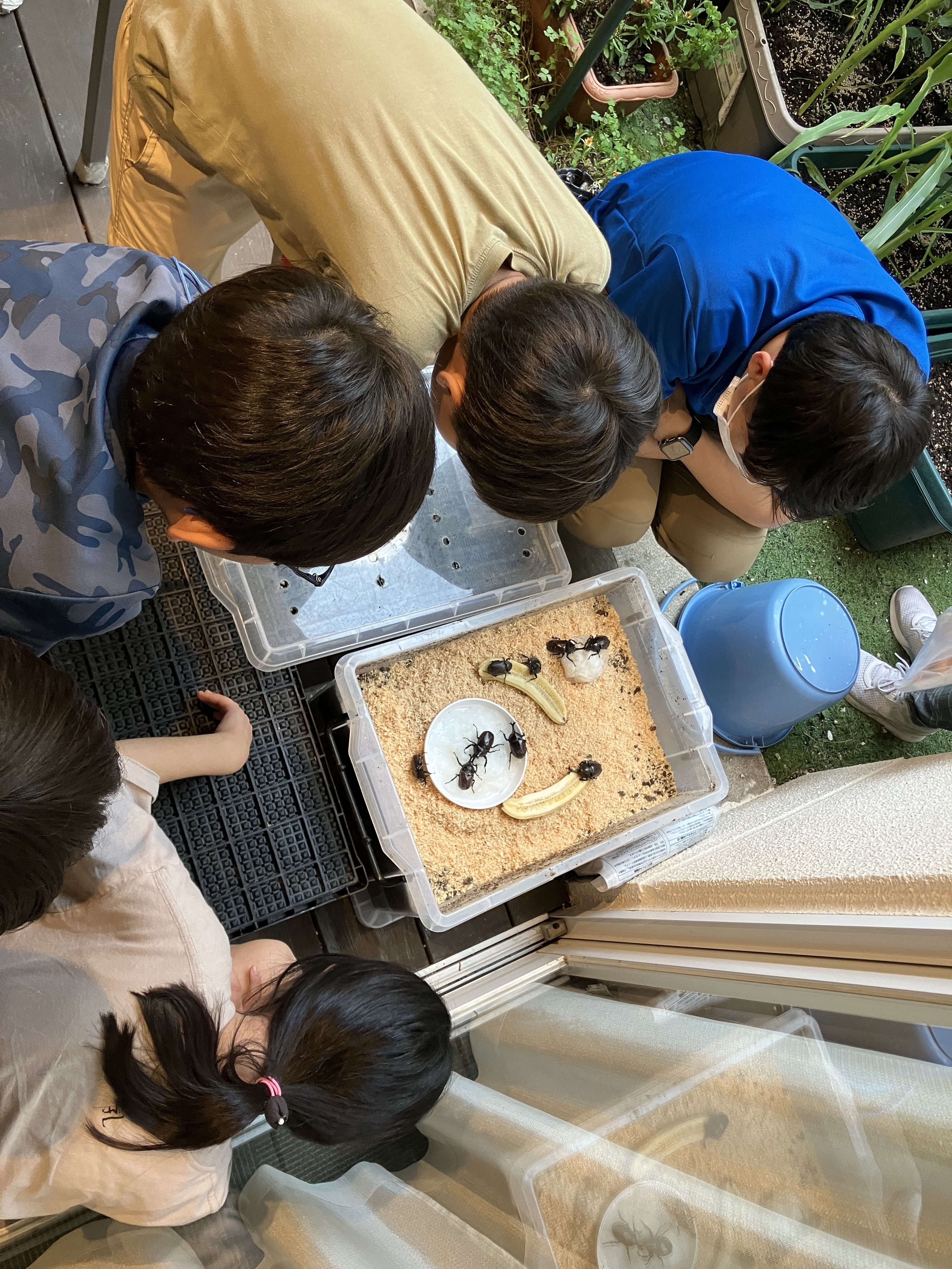 カブトムシの成長～学びひろっぱ～