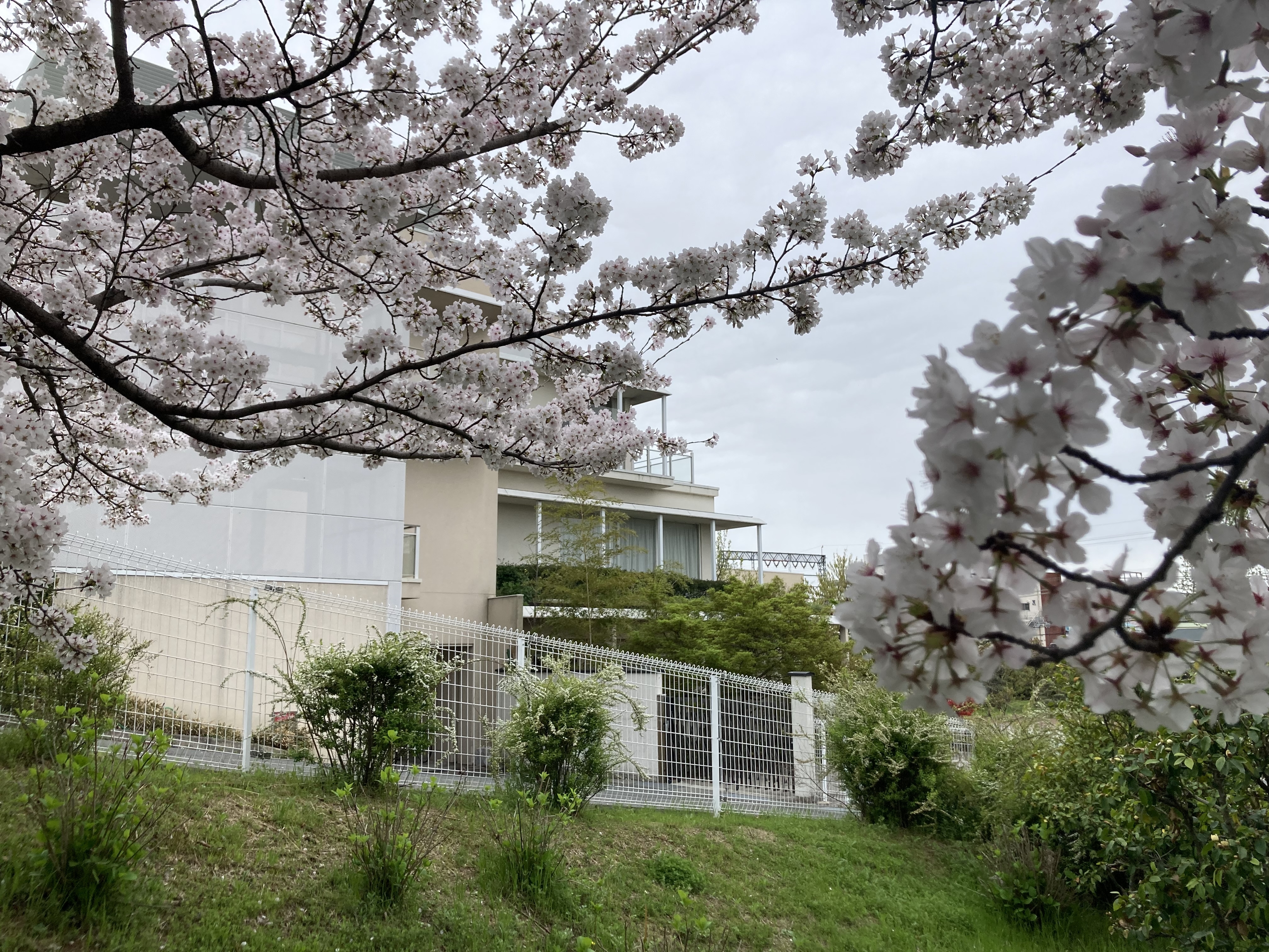 どうみょうじ高殿苑の桜は満開です。