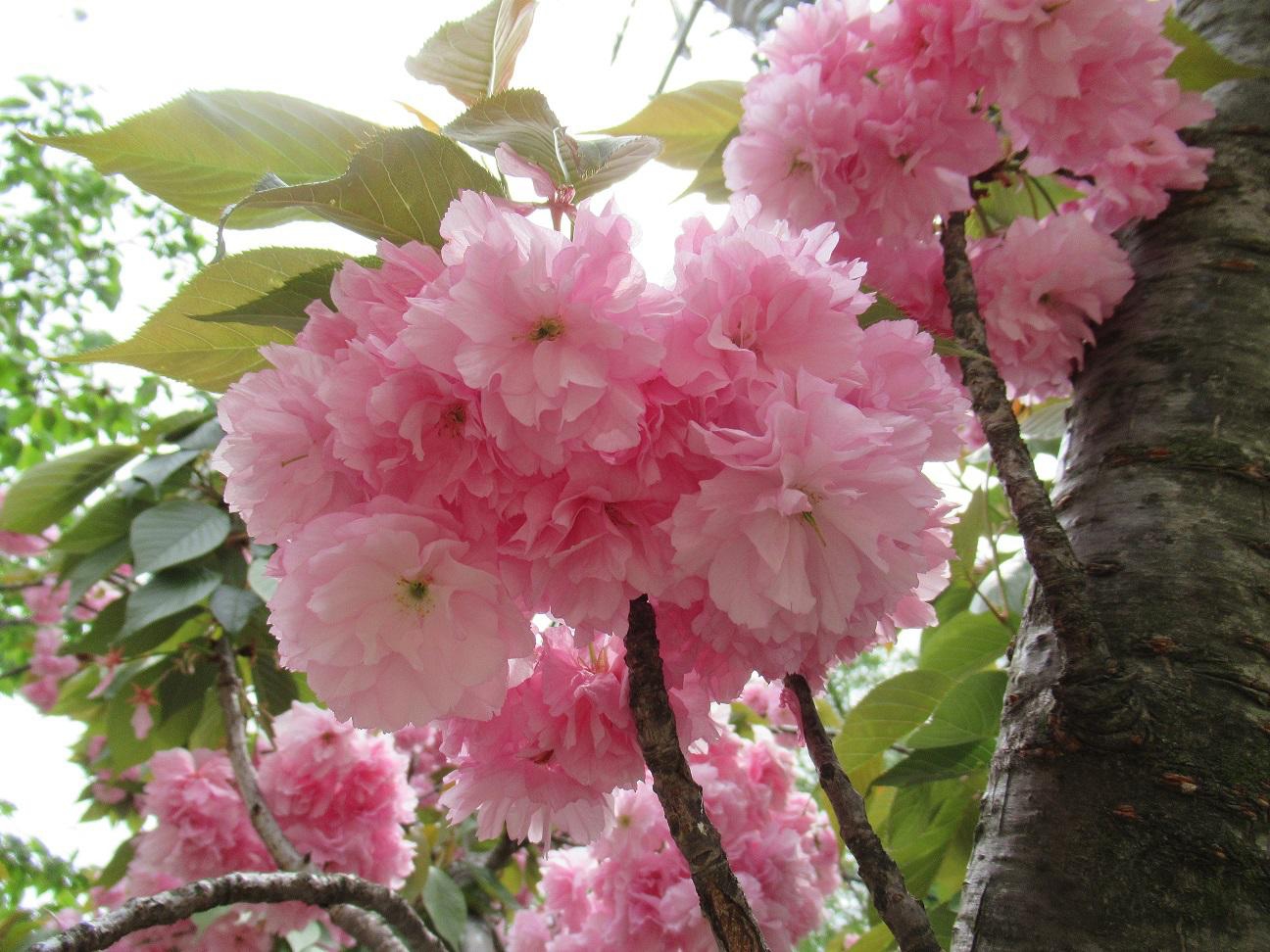 園庭の八重桜は満開です。2020.4.25