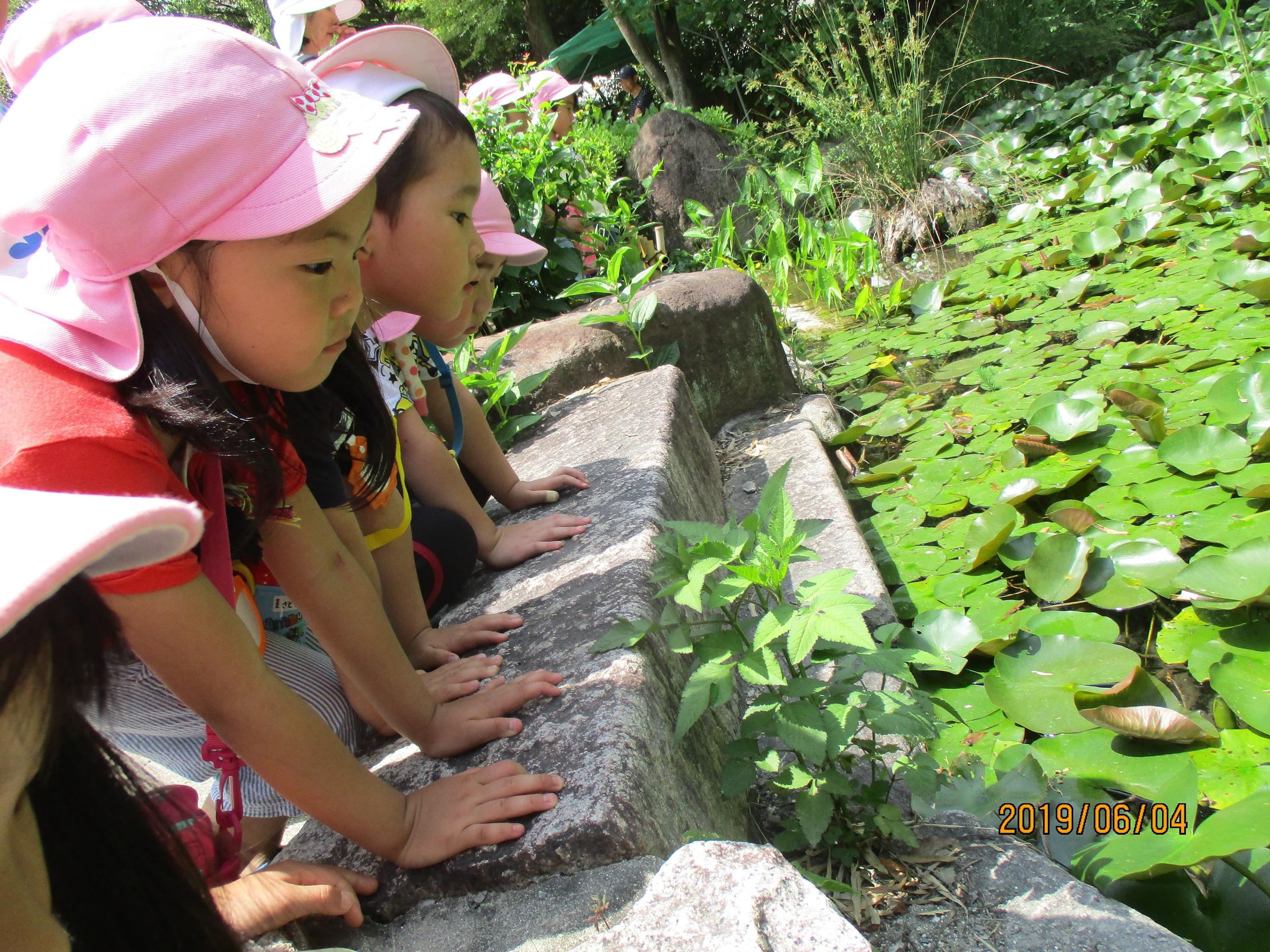 ２０１９年６月４日　城北菖蒲園見学